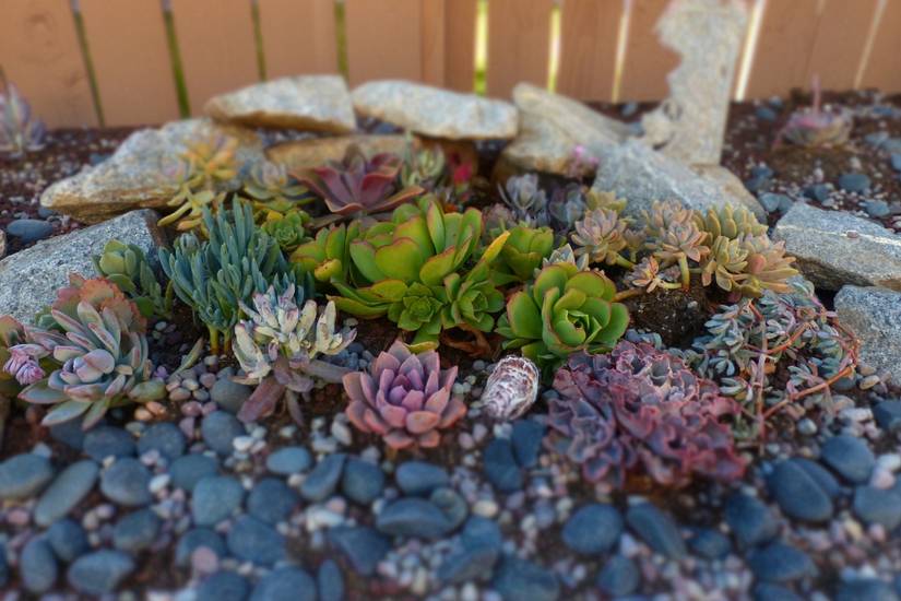 5 Stunning Rock Garden Ideas For Your Landscape