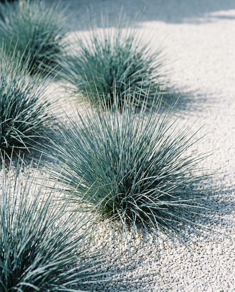 Gravel Garden With Ornamental Grasses 2
