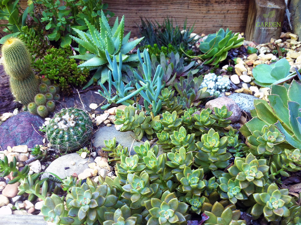 How to Create a Rock Garden for Low-Water Gardening