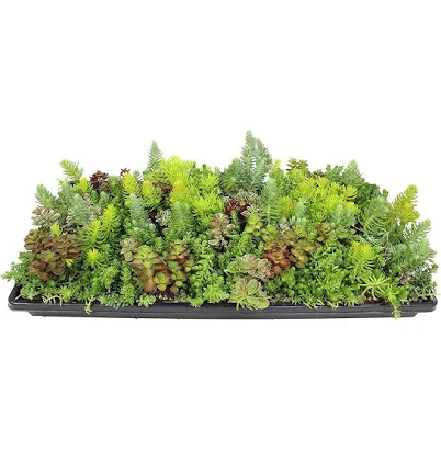 Altman Plants Sedum Succulent Mat