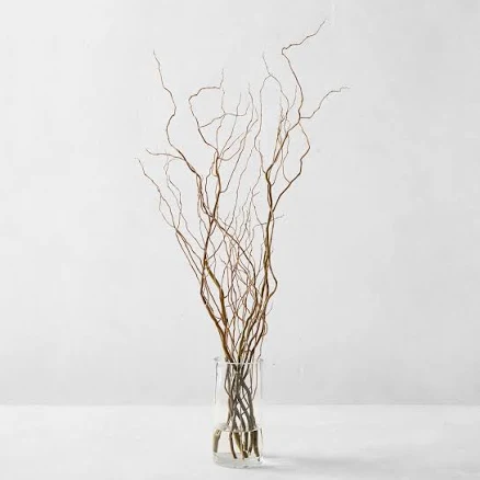 Curly Willow Branches
