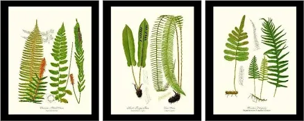 Vintage Botanical Fern Print