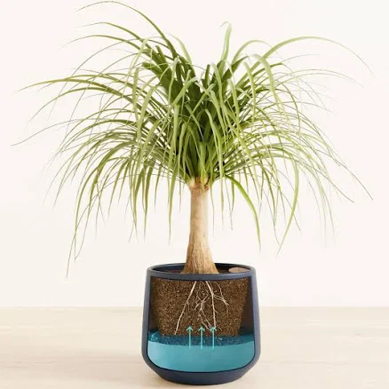 Self-Watering Ponytail Palm