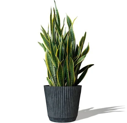 Style Selections Round Indoor/Outdoor...