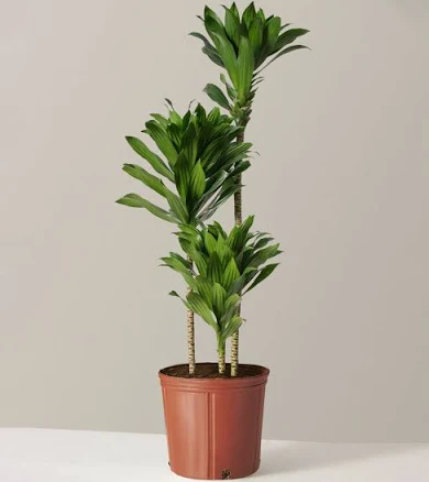 Dracaena Compacta Cane Houseplant