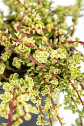 Portulacaria Afra Elephant Bush Varie...