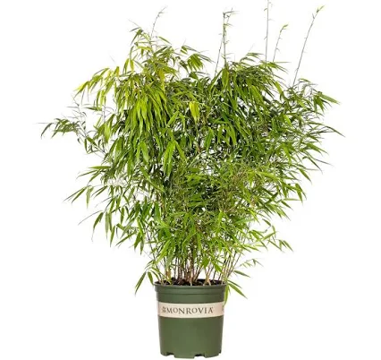 Monrovia Sunset Glow Clumping Bamboo ...