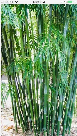 Emerald Bamboo- Bambusa Textilis Muta...