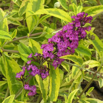 Butterfly Bush - Santana Red Variegat...