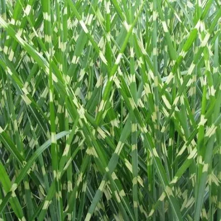 NatureHills.com Porcupine Grass Quart...