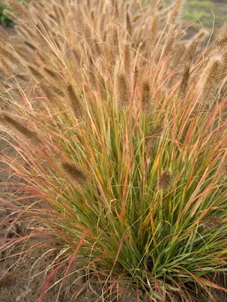 Pennisetum Desert Plains Perennial Or...