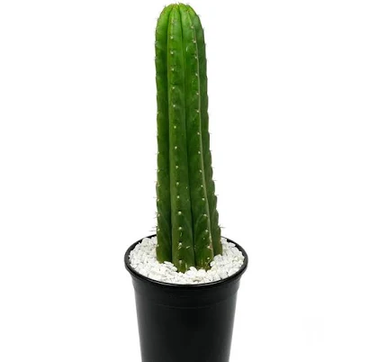 Trichocereus pachanoi 'San Pedro' 5 g...