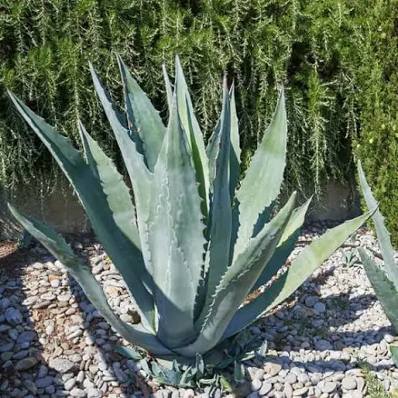 Century Plant Agave Americana 15 gal.
