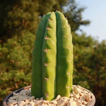 San Pedro Cactus