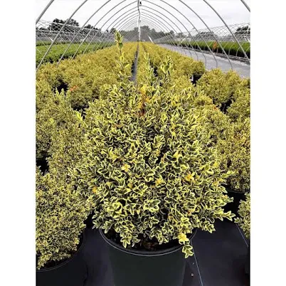 Variegated Boxwood Shrub with Vivid G...