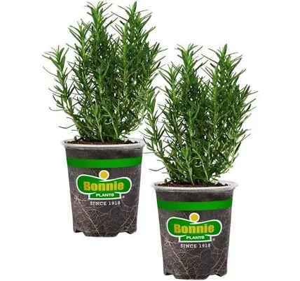 Bonnie Plants Rosemary Plant 2-Pack