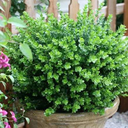 Proven Winners Sprinter Boxwood Buxus...