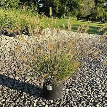 Pennisetum Dwarf Fountain Grass