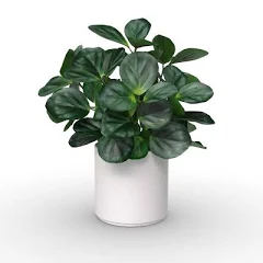 Threshold Green Leaf Plant