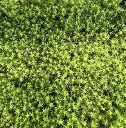 Star moss 星星苔藓Bonsai & Garden Live Mo...