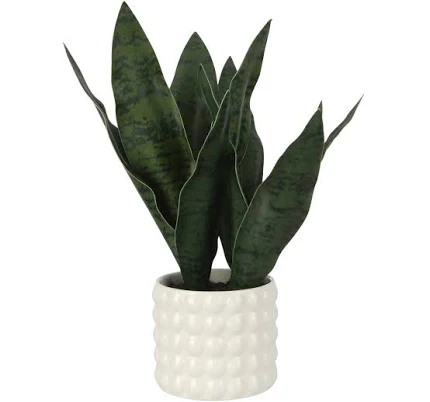 Michaels Ashland Snake Plant