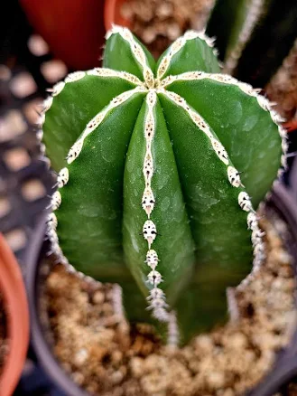 Mexican Fencepost Cactus: Pachycereus...
