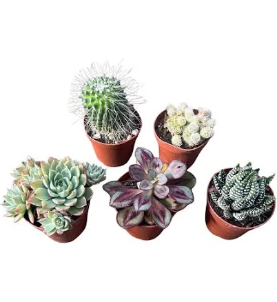 Hirt's Gardens Instant Cactus/Succule...