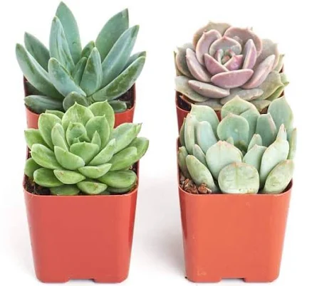 Shop Succulents Rosette Succulent Col...
