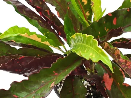 Croton Piecrust Mortimer Live Tropica...