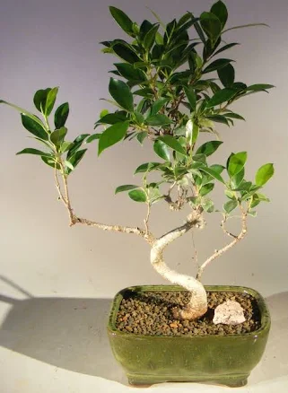 Ficus Retusa Bonsai Tree