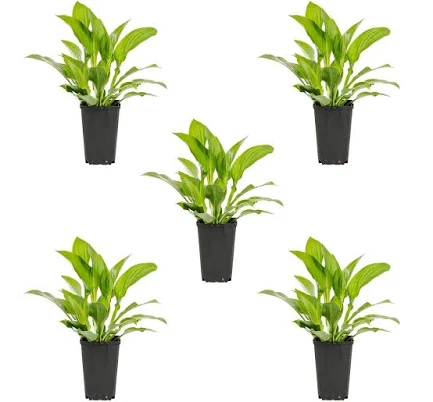 Expert Gardener Green Hosta Live Pere...