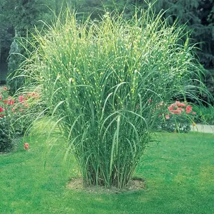 Zebra Grass Plant
