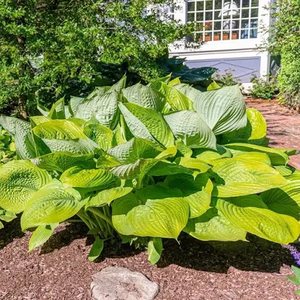 Granny's Green Giant Hosta Plants