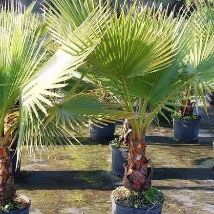 Washingtonia Robusta Mexican Fan Palm...