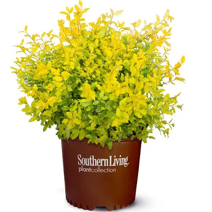 Southern Living Sunshine Ligustrum