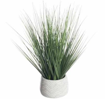 At Home Onion Grass Plant with Cement...