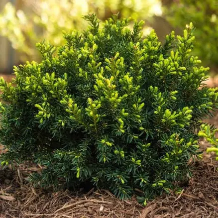 Dark Green Spreader Yew Evergreen Shrub