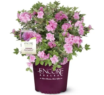 Encore Azalea Autumn Carnation Pink F...