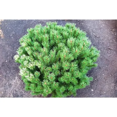 Dwarf Mountain Pine Mugo Shrub