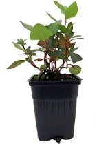 Bubblegum Rhododendron Bubblegum Pink...