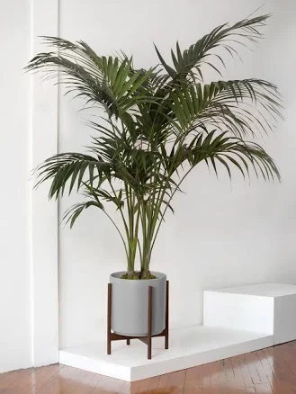 Kentia Palm