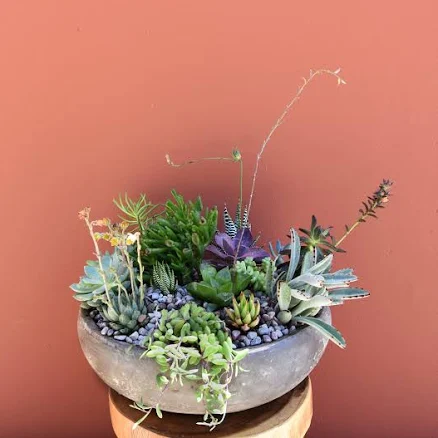 Stone Succulent Bowl | Luxury Orchid ...