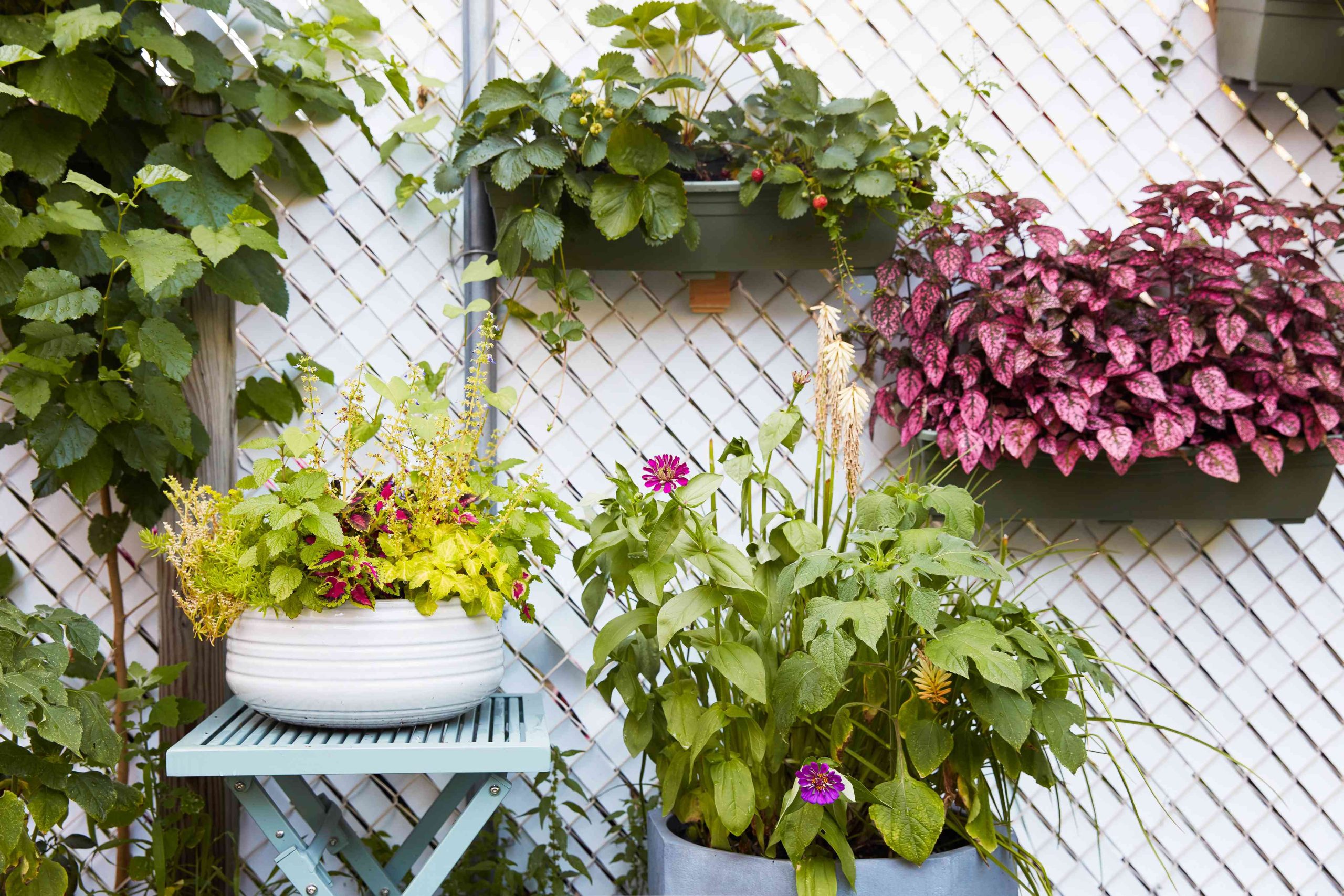 7 Inexpensive Ways to Cover a Chain Link Fence