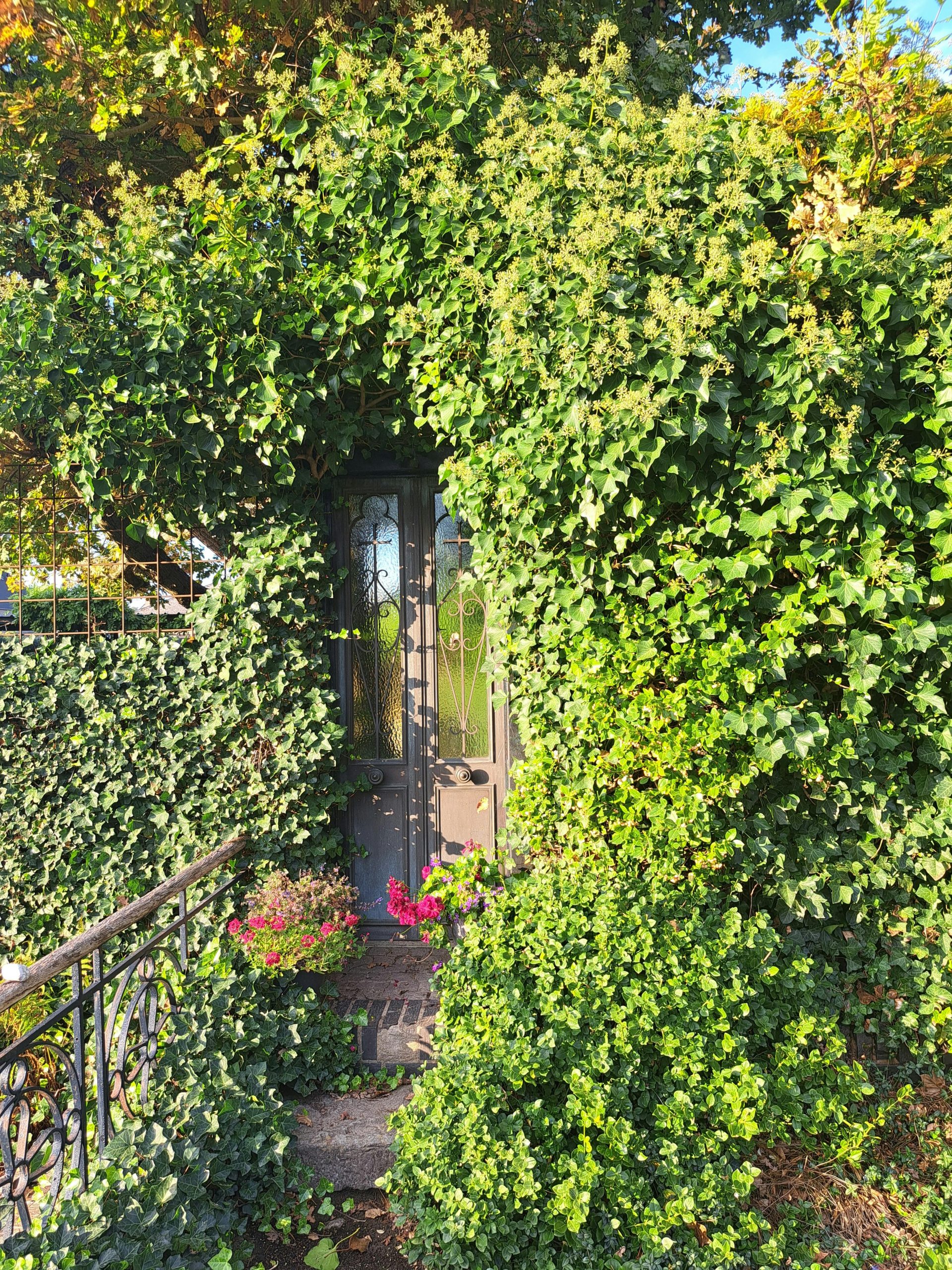 A beautiful garden doorway shrouded in lush green ivy, capturing a magical and secretive aesthetic.