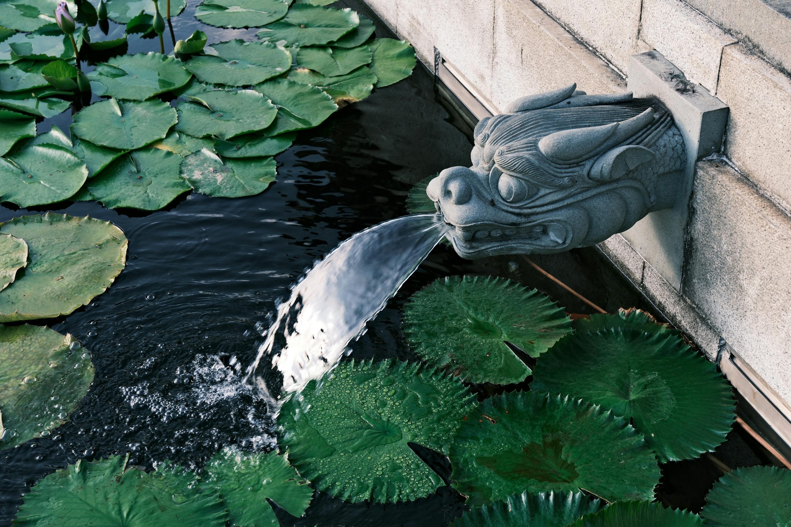 A detailed view of a dragon stone fountain pouring water among lush green lilypads.