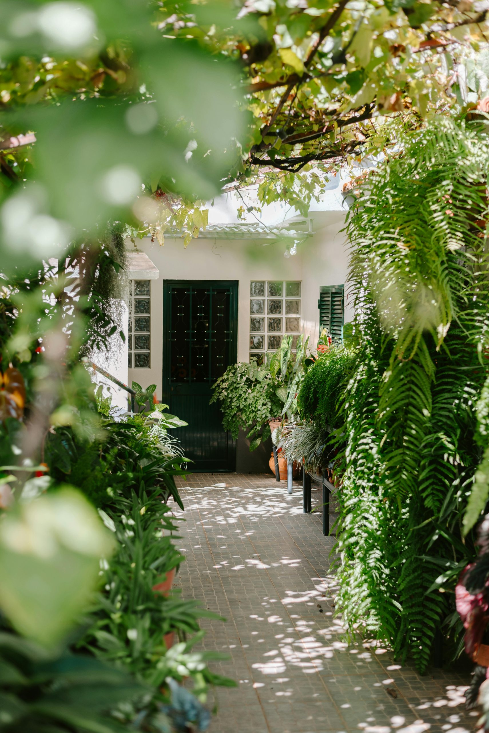 A serene path surrounded by lush greenery leading to a green door under a summer canopy.