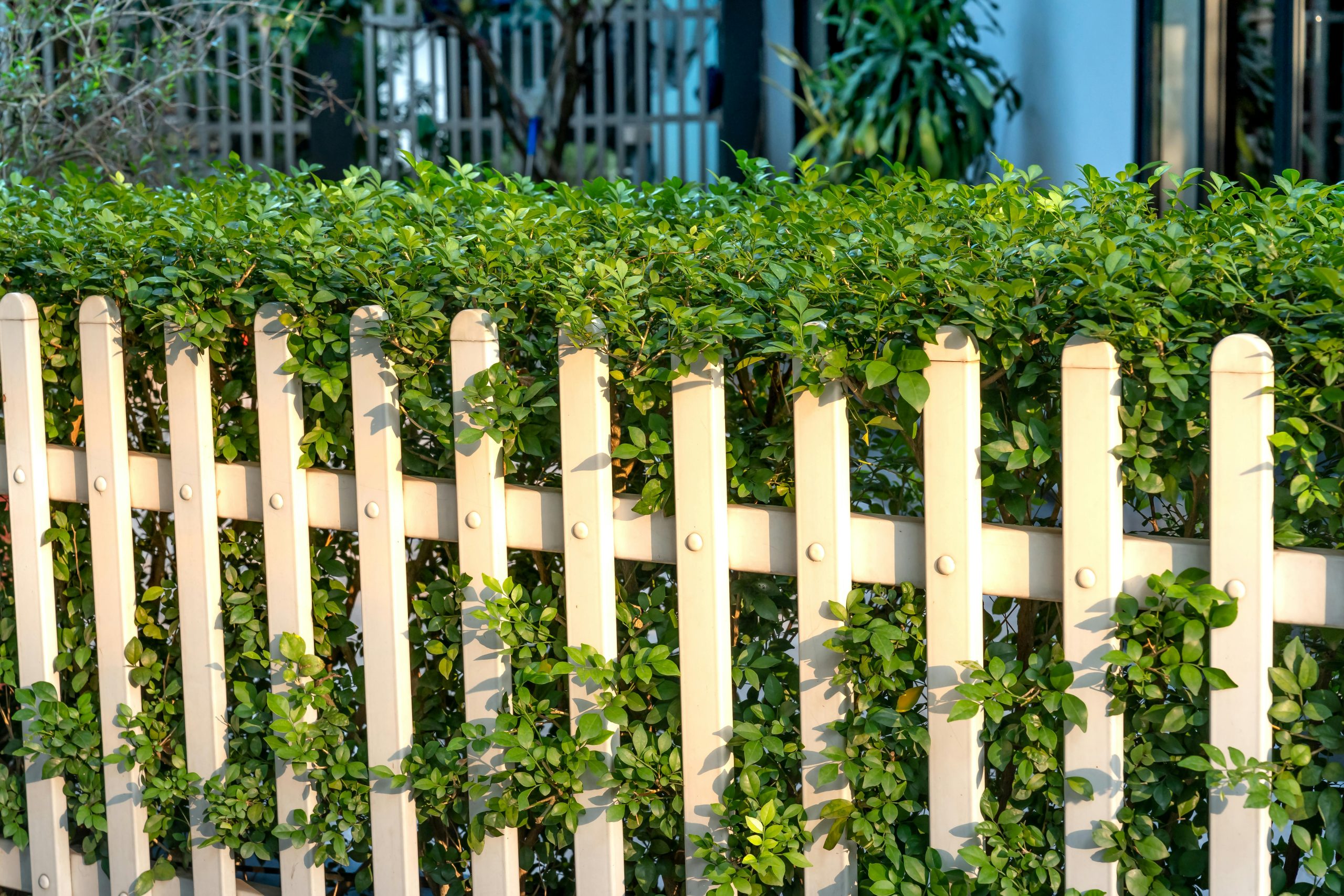 A sunlit white picket fence adorned with lush green plants creates a serene garden scene.