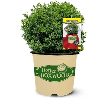 Better Boxwood Renaissance Boxwood Ev...