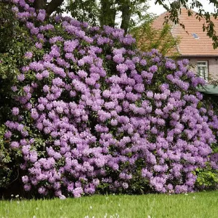Lavender Rhododendron Shrub/Bush