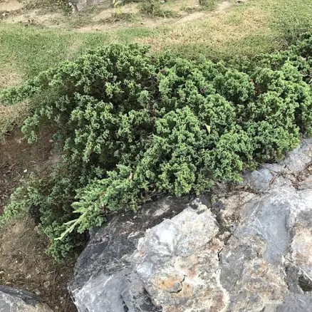 Perfect Plants Blue Rug Juniper Shrub